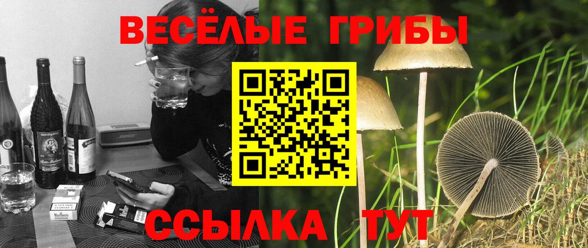 Псилоцибиновые грибы ЛСД  Вход с VPN  Чайковский  Галлюциногенные грибы Psilocybine cubensis 